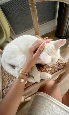 a person petting a white cat laying on top of a wooden chair next to a window