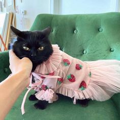 a black cat wearing a pink dress on top of a green chair