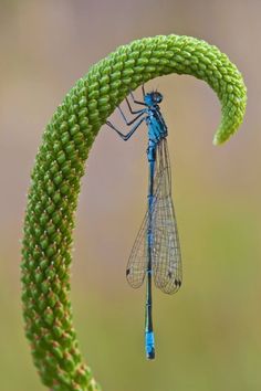 a blue dragonfly sitting on top of a green plant with it's wings open