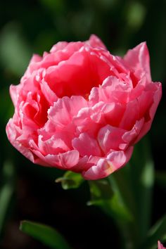 a pink flower with green leaves in the background