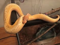 a large yellow snake sitting on top of a table