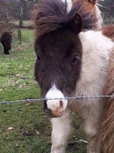 a brown and white horse standing on top of a grass covered field next to a wire fence