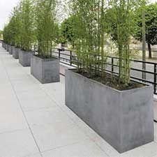 a row of planters with trees in them