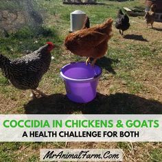 chickens and goats are drinking water out of buckets on the grass with text that reads, coccicia in chickens & goats a health challenge for both