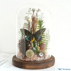 a glass dome filled with plants and butterflies on top of a wooden stand next to a white wall