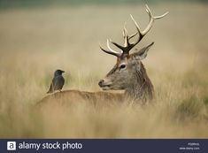 a bird sitting on the back of a deer's head in tall brown grass