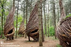 an image of some kind of strange thing in the woods that looks like it is made out of sticks