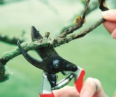 someone is cutting branches with scissors to cut them