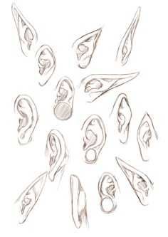 an image of various ear shapes drawn in pencil