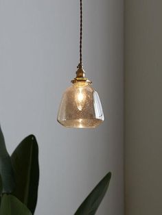 a clear glass light hanging from a brown cord next to a green potted plant