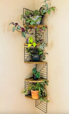 three tiered shelves with plants on them in the corner of a wall mounted planter