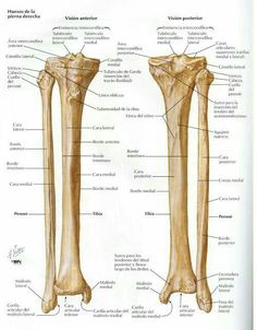 the bones of the lower limbs and upper limbs are labeled in this medical diagram,