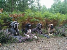 three dogs sitting in the middle of a forest