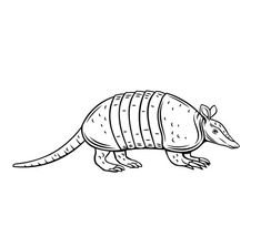 an armadile is standing on its hind legs and it's tail curled up