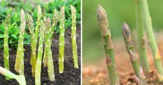 asparagus sprouts growing in the ground, and on the ground with dirt