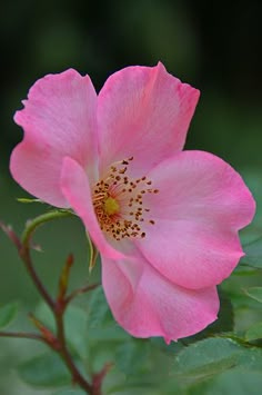 a pink flower with green leaves in the background