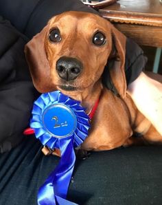 a dachshund dog holding a blue ribbon around its neck