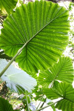 green leaves are shown in the sunlight