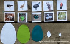 an assortment of different birds and eggs on a wooden table with paper cutouts to make them look like they are looking at something