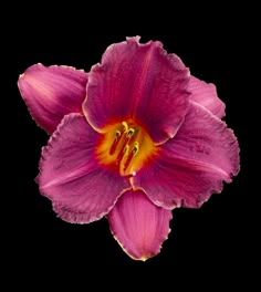 a purple flower with yellow stamens on it