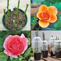 there are many different types of flowers in the pictures, including roses and succulents