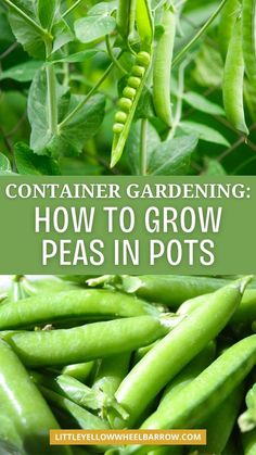 peas growing in the garden with text overlay that reads container gardening how to grow peas in pots