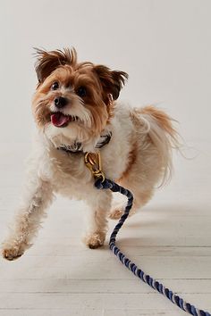 a small brown and white dog on a leash