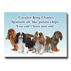 a group of dogs standing next to each other in front of a blue background with the words cavalier king charles spaniels are like potato chips you can't have just one