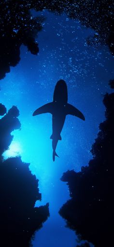 an image of a shark swimming in the blue water with clouds and stars around it