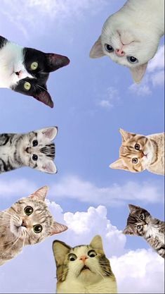 many cats are flying in the air together and looking up at the sky with one cat's eyes wide open