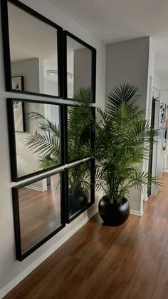 a plant in a black vase on a wooden floor next to a window with glass panes