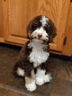 a brown and white dog sitting on top of a kitchen floor next to wooden cabinets