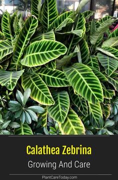 some green plants with the words calathea zebra growing and care