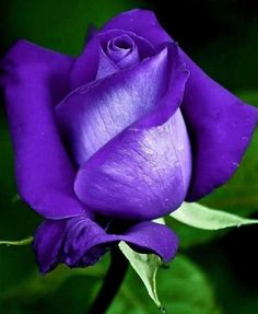 Black Rose Flower, Beautiful Ocean Pictures, Plum Flowers, Lovely Lavender, Rose Bud, Lavender Roses, Purple Rose