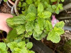 a plant with green leaves in a pot on the ground next to a hand holding it