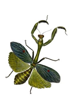 a green insect with red spots on it's wings and back legs, standing in front of a white background