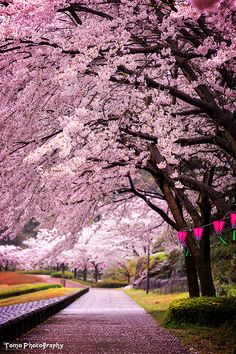 the walkway is lined with cherry blossom trees and bunting flags in front of them