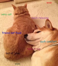 a dog and cat laying next to each other