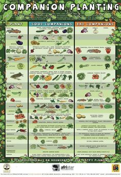 a poster showing the different types of plants and their uses for companion planting, including tomatoes, broccoli, lettuce