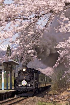 a train traveling down tracks next to a tree filled with pink flowers