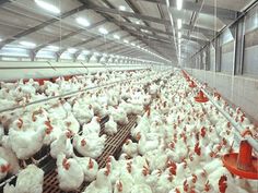 many chickens are standing in the large room