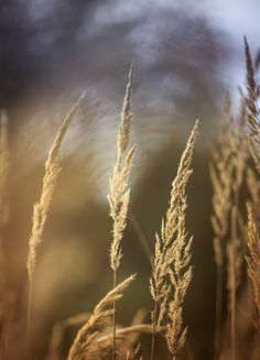 tall grass blowing in the wind on a cloudy day