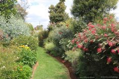 the garden is full of colorful flowers and plants, including pink azalea's