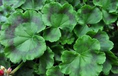 a plant with green leaves and red flowers