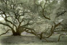 an old tree in the middle of a field with moss growing on it's branches