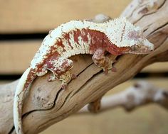 a gecko sitting on top of a tree branch next to another animal in the background