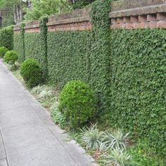 a long row of green bushes next to a brick wall on the side of a street