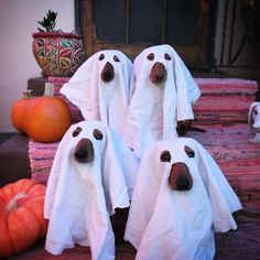 four dogs in ghost costumes sitting on the ground