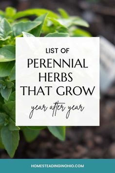 a potted plant with the words list of perennial herbs that grow year after year