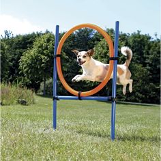 a dog jumping through an orange and blue ring on top of a green grass covered field